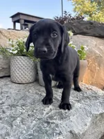 Holly, a female German Shorthaired Pointer and Golden Retriever for sale in Bradford, OH – 2 of 4