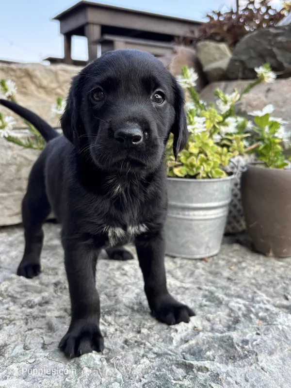Harold  – German Shorthaired Pointer, Golden Retriever puppy for sale in Bradford, OH