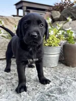 Harold , a male German Shorthaired Pointer and Golden Retriever for sale in Bradford, OH – 1 of 4