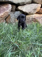 Honey , a female German Shorthaired Pointer and Golden Retriever for sale in Bradford, OH – 4 of 4