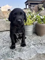 Harold , a male German Shorthaired Pointer and Golden Retriever for sale in Bradford, OH – 3 of 4