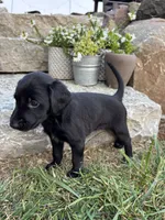 Hope, a female German Shorthaired Pointer and Golden Retriever for sale in Bradford, OH – 4 of 4