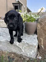 Hugo, a male German Shorthaired Pointer and Golden Retriever for sale in Bradford, OH – 2 of 4