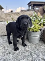 Holly, a female German Shorthaired Pointer and Golden Retriever for sale in Bradford, OH – 4 of 4