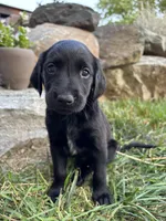 Hope, a female German Shorthaired Pointer and Golden Retriever for sale in Bradford, OH – 3 of 4
