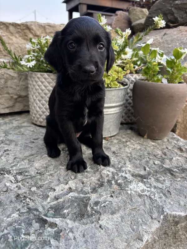 Hope – German Shorthaired Pointer, Golden Retriever puppy for sale in Bradford, OH