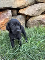 Hunter, a male German Shorthaired Pointer and Golden Retriever for sale in Bradford, OH – 4 of 4