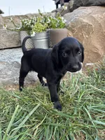 Hope, a female German Shorthaired Pointer and Golden Retriever for sale in Bradford, OH – 2 of 4