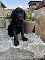 Hugo, a male German Shorthaired Pointer and Golden Retriever for sale in Bradford, OH – 4 of 4