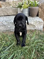 Honey , a female German Shorthaired Pointer and Golden Retriever for sale in Bradford, OH – 3 of 4