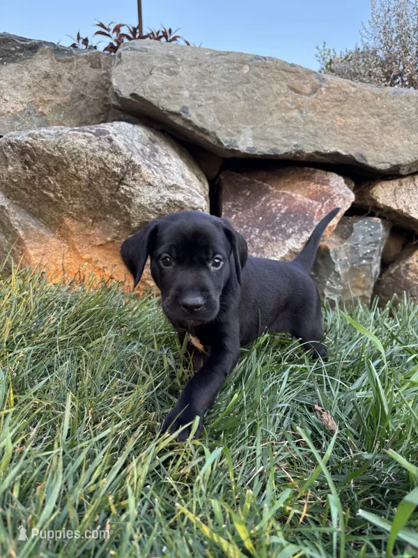 Honey  – German Shorthaired Pointer, Golden Retriever puppy for sale in Bradford, OH