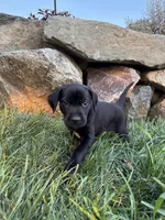 Honey , a female German Shorthaired Pointer and Golden Retriever for sale in Bradford, OH – 2 of 4