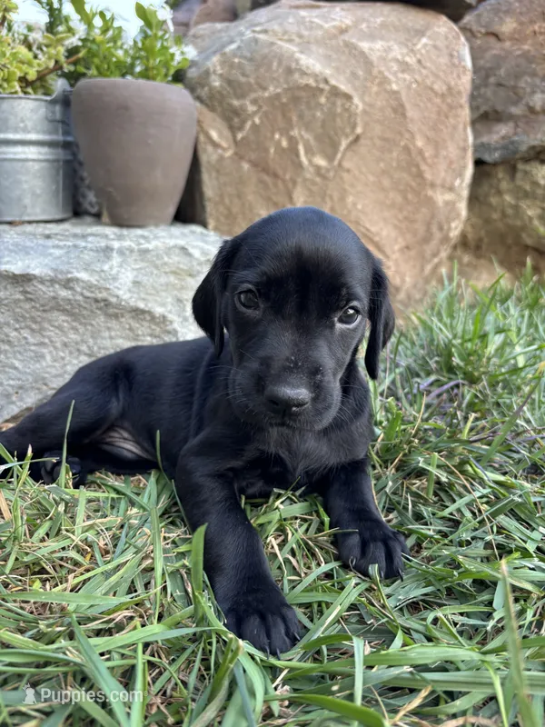 Hailee – German Shorthaired Pointer, Golden Retriever puppy for sale in Bradford, OH