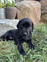 Hailee, a female German Shorthaired Pointer and Golden Retriever for sale in Bradford, OH – 1 of 4