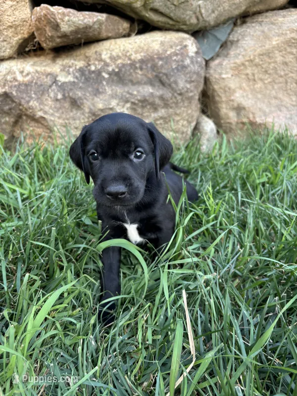Honey  – German Shorthaired Pointer, Golden Retriever puppy for sale in Bradford, OH