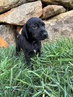 Hunter, a male German Shorthaired Pointer and Golden Retriever for sale in Bradford, OH – 3 of 4
