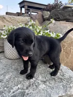 Harold , a male German Shorthaired Pointer and Golden Retriever for sale in Bradford, OH – 2 of 4