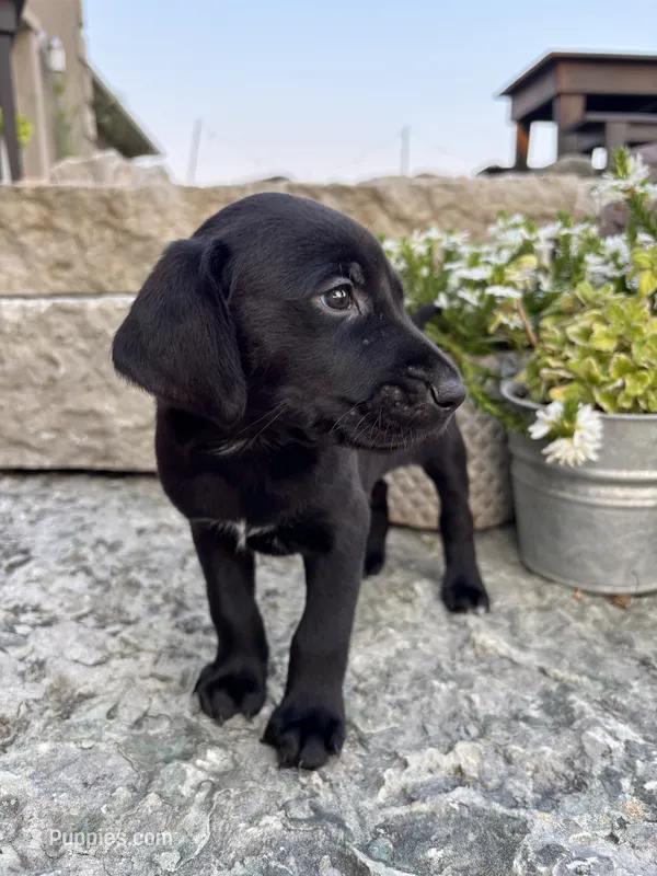 Hunter – German Shorthaired Pointer, Golden Retriever puppy for sale in Bradford, OH