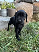Hailee, a female German Shorthaired Pointer and Golden Retriever for sale in Bradford, OH – 4 of 4