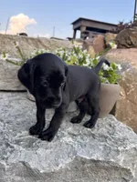 Hugo, a male German Shorthaired Pointer and Golden Retriever for sale in Bradford, OH – 3 of 4