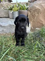 Hailee, a female German Shorthaired Pointer and Golden Retriever for sale in Bradford, OH – 3 of 4