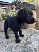 Harold , a male German Shorthaired Pointer and Golden Retriever for sale in Bradford, OH – 4 of 4