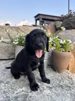 Holly, a female German Shorthaired Pointer and Golden Retriever for sale in Bradford, OH – 3 of 4