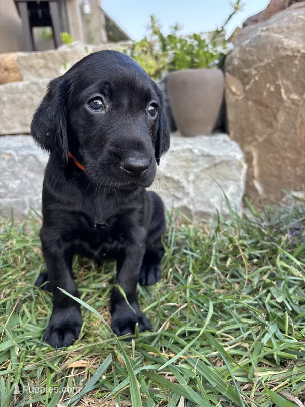 Hugo – German Shorthaired Pointer, Golden Retriever puppy for sale in Bradford, OH