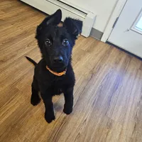 Loki, a male German Shepherd Dog for sale in Anchorage, AK – Photo 1 of 2