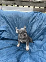 Navarra’s Frenchie, a female French Bulldog for sale in Willowbrook, IL – 4 of 4