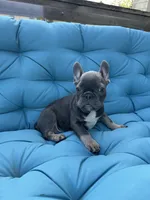 Navarra’s Frenchie, a female French Bulldog for sale in Willowbrook, IL – 3 of 4