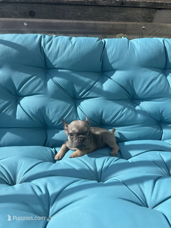 Navarra’s Frenchie – French Bulldog puppy for sale in Willowbrook, IL