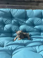 Navarra’s Frenchie, a female French Bulldog for sale in Willowbrook, IL – 1 of 4