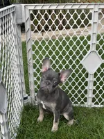 Navarra’s Frenchie, a female French Bulldog for sale in Willowbrook, IL – 4 of 4