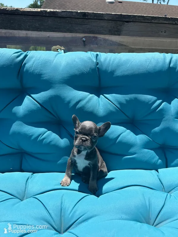 Navarra’s Frenchie – French Bulldog puppy for sale in Willowbrook, IL