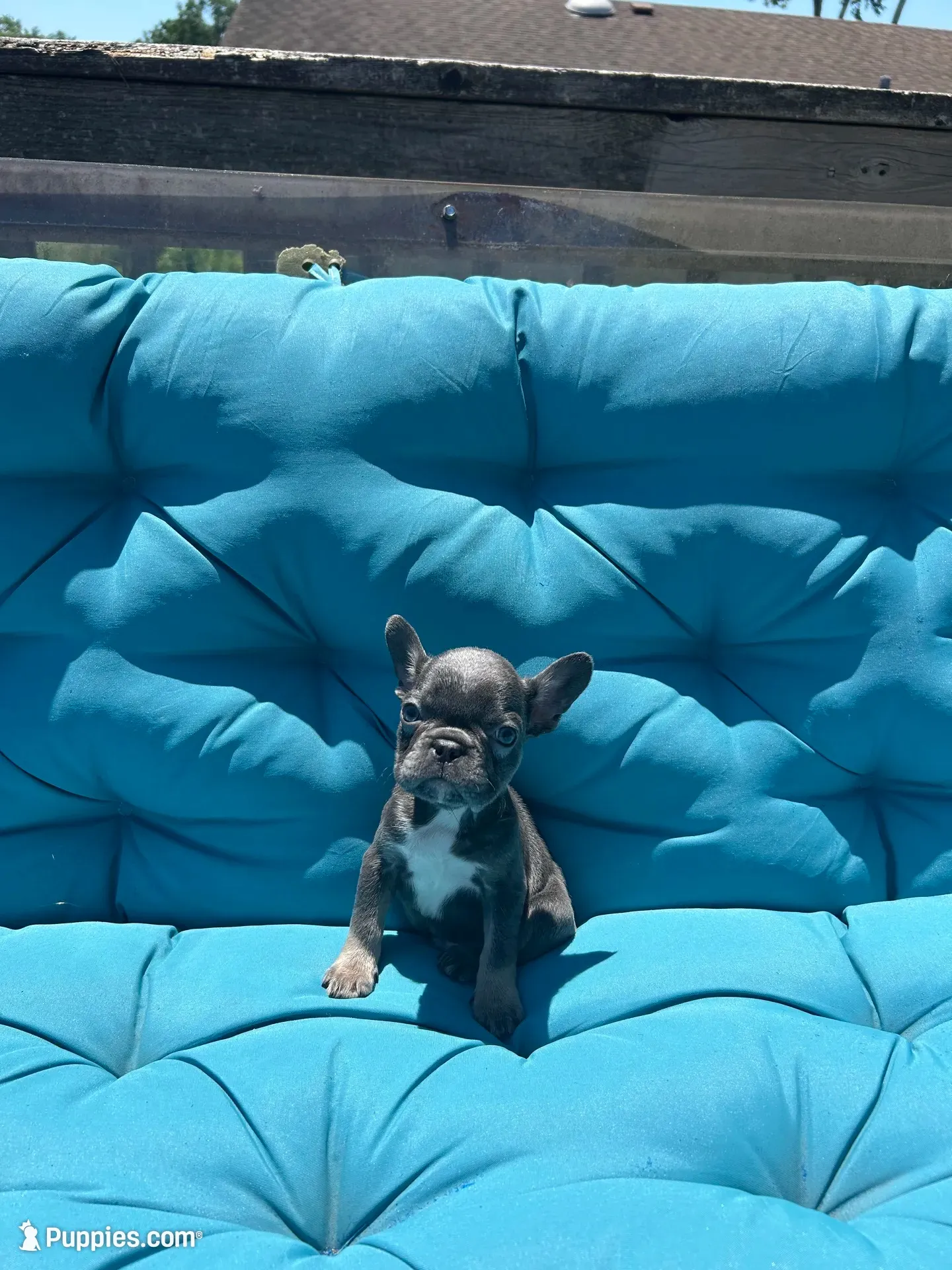 Navarra’s Frenchie, a female French Bulldog for sale in Willowbrook, IL – 1 of 4