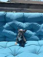 Navarra’s Frenchie, a female French Bulldog for sale in Willowbrook, IL – 3 of 4