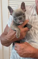 Navarra’s Frenchie, a female French Bulldog for sale in Willowbrook, IL – 2 of 4