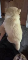 Pomeranian puppies, a female Pomeranian for sale in Menomonie, WI – 4 of 5