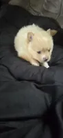 Pomeranian puppies, a female Pomeranian for sale in Menomonie, WI – 2 of 5