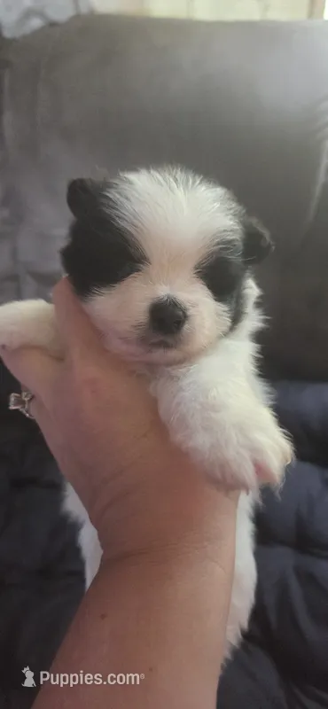 Pomeranian puppies – Pomeranian puppy for sale in Menomonie, WI