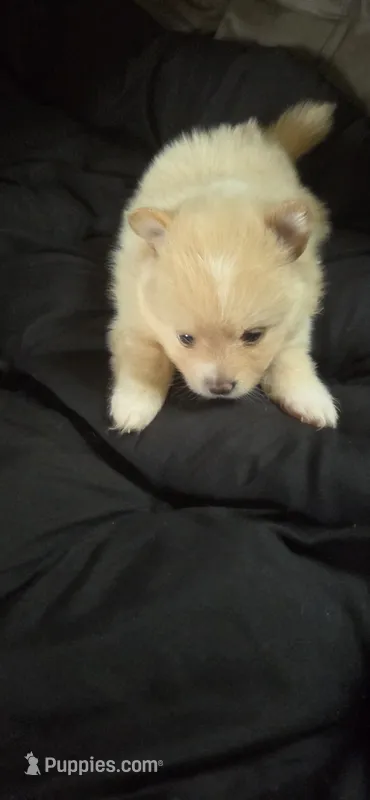 Pomeranian puppies – Pomeranian puppy for sale in Menomonie, WI