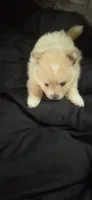 Pomeranian puppies, a female Pomeranian for sale in Menomonie, WI – 1 of 5