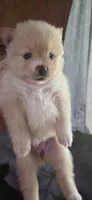 Pomeranian puppies, a female Pomeranian for sale in Menomonie, WI – 5 of 5