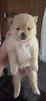 Pomeranian puppies, a female Pomeranian for sale in Menomonie, WI – 3 of 5