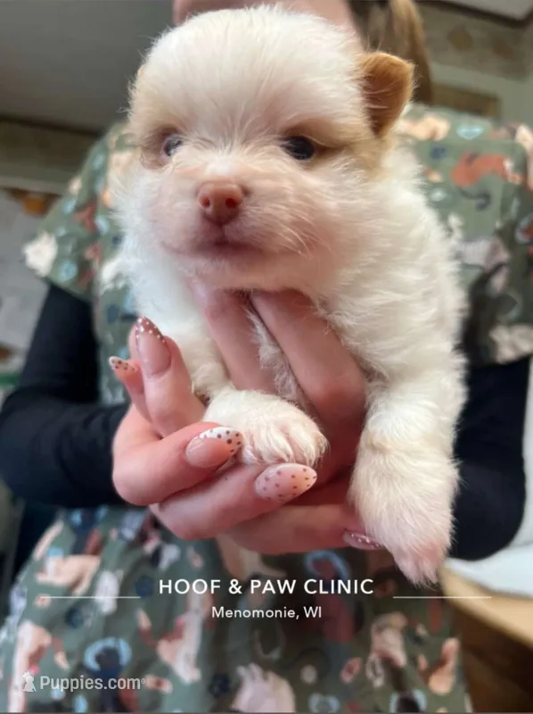 Pomeranian puppies – Pomeranian puppy for sale in Menomonie, WI