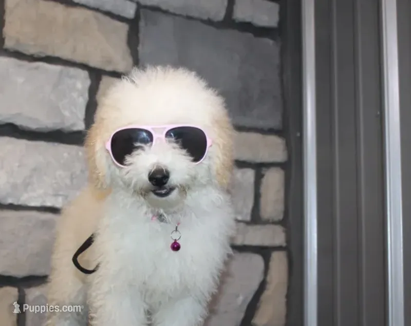 Willow  – English Goldendoodle puppy for sale in Columbus, OH