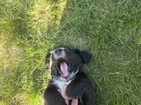 Bob Seger, a male English Springer Spaniel and Golden Retriever for sale in New Baltimore, MI – 2 of 5