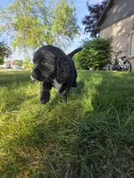 Stevie Nicks, a female English Springer Spaniel and Golden Retriever for sale in New Baltimore, MI – 3 of 4