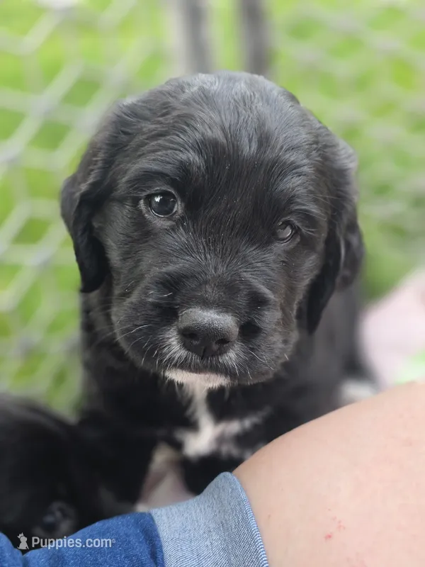 Cher – English Springer Spaniel, Golden Retriever puppy for sale in New Baltimore, MI